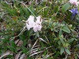 Rhododendron adamsii