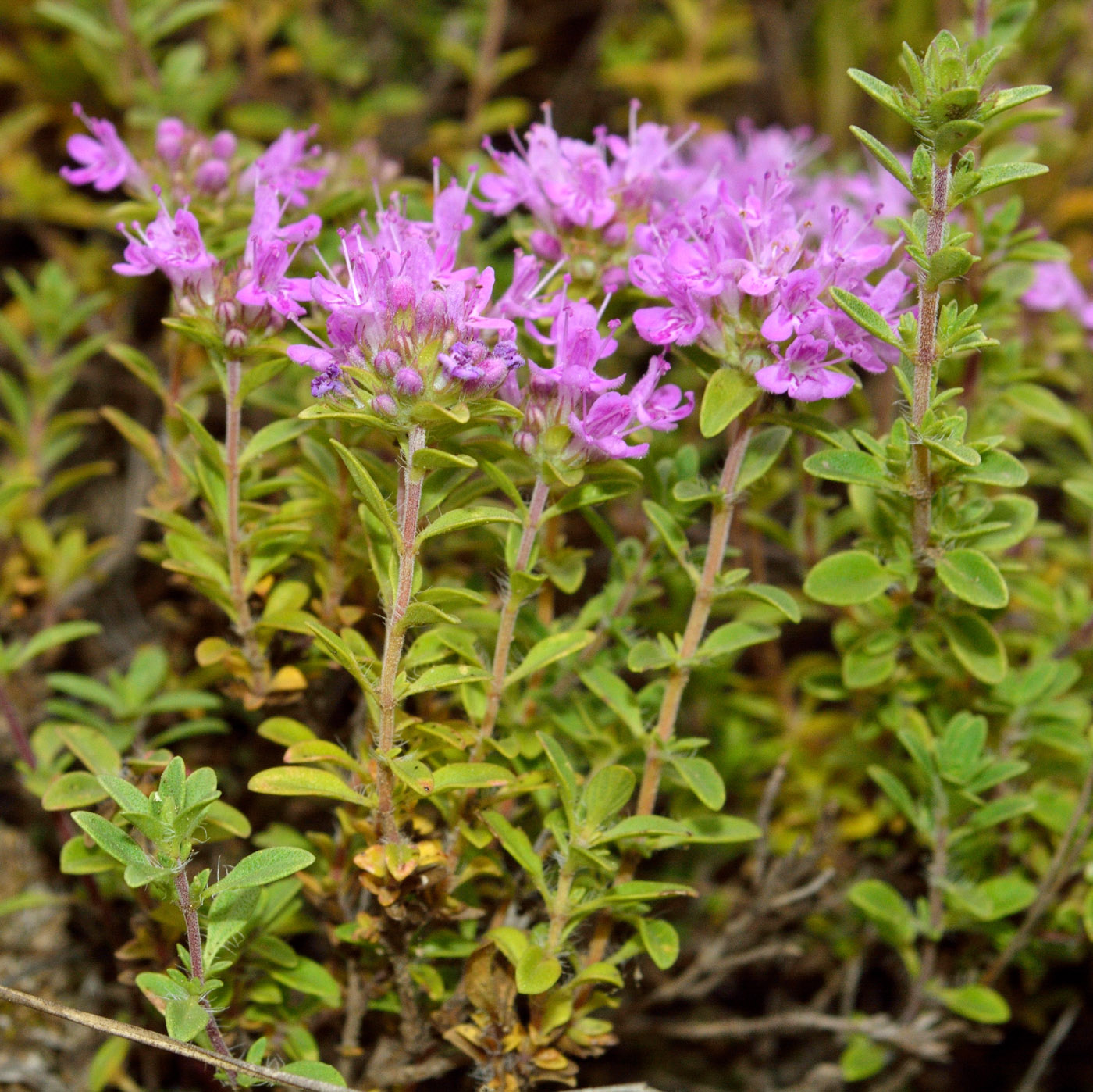 Изображение особи Thymus dubjanskyi.