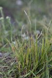 Carex hirta