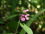 Melampyrum setaceum. Верхушка цветущего растения. Приморье, окр. г. Находка, смешанный лес. 23.08.2016.