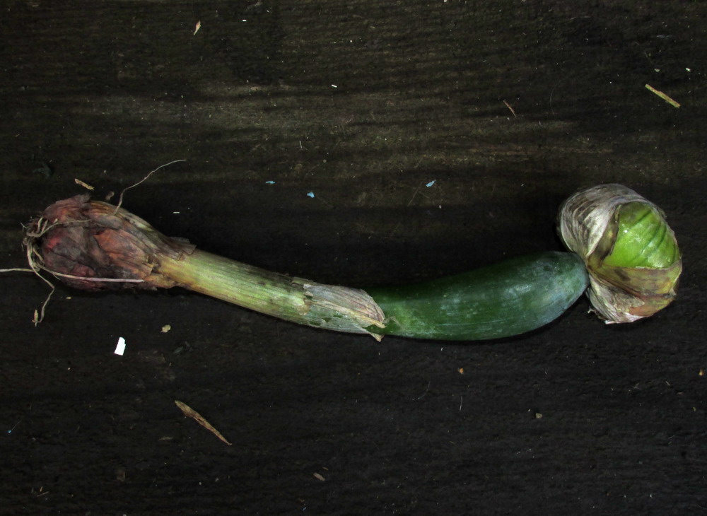 Изображение особи Allium cepa.