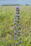 Echium vulgare