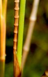 Juncus articulatus