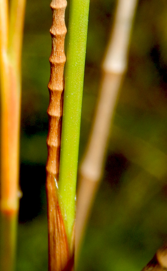 Изображение особи Juncus articulatus.