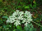 Artemisia absinthium