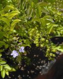 Duranta erecta