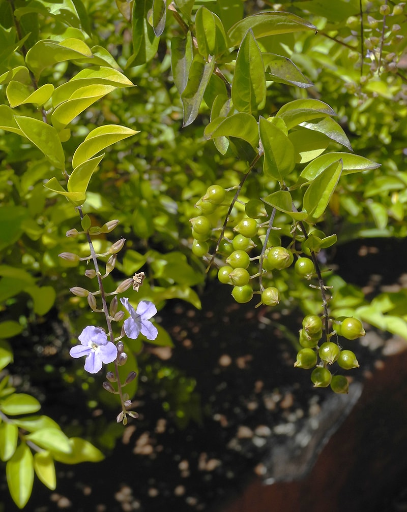 Изображение особи Duranta erecta.