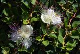 Capparis herbacea