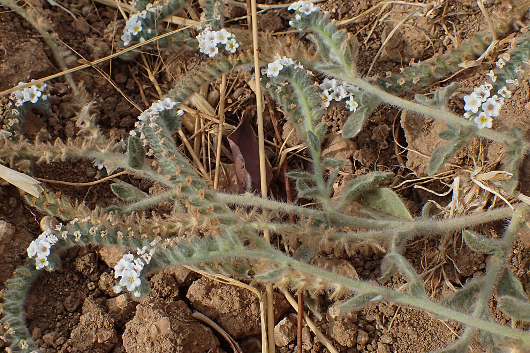 Image of Heliotropium hirsutissimum specimen.