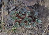 Oxytropis tragacanthoides