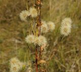 Hieracium umbellatum. Часть созревшего соплодия. Восточный Казахстан, г. Усть-Каменогорск, правый берег р. Иртыш, высыхающая часть заболоченного луга. 30.08.2017.