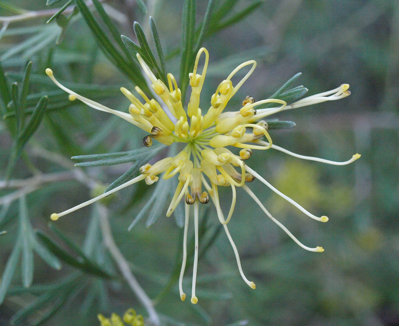 Изображение особи Grevillea juniperina.