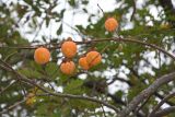 Diospyros kaki. Часть ветви с созревшими плодами. Краснодарский край, г. Сочи, Лазаревский р-н, пос. Лоо, горный лес. 19.11.2017.