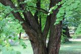 Cercidiphyllum japonicum. Часть ствола. Санкт-Петербург, ботанический сад БИН РАН, в культуре. 17.08.2018.