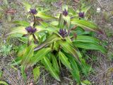 Gentiana macrophylla. Растение с бутонами. Магаданская обл., г. Магадан, окр. мкр-на Пионерный, поляна у дороги. 27.07.2018.