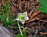 Moneses uniflora