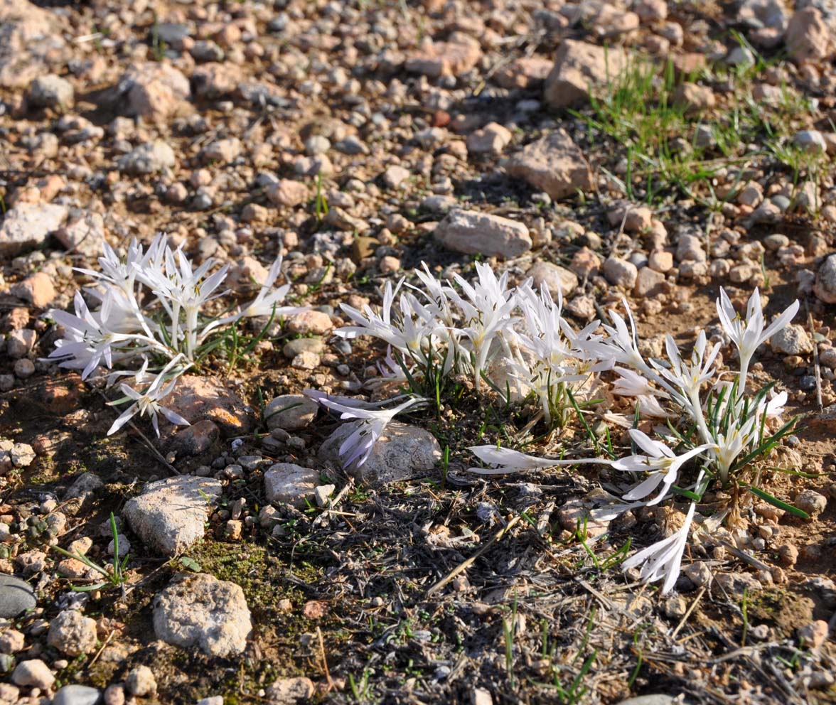 Изображение особи Colchicum pusillum.