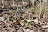 Scilla siberica