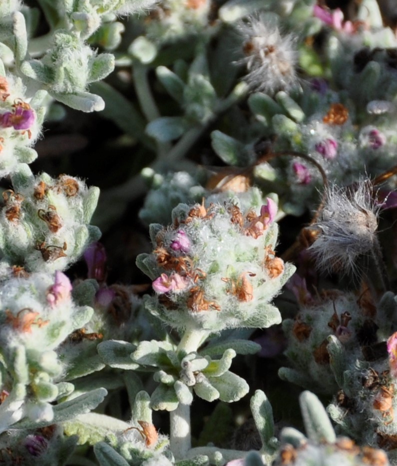 Изображение особи Teucrium micropodioides.