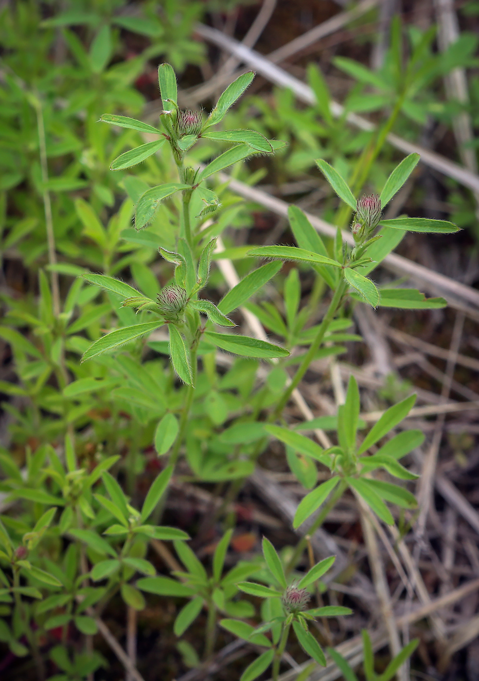 Image of Trifolium arvense specimen.