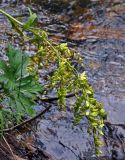 Veratrum lobelianum