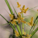 Cyperus glomeratus. Соцветия. Ростовская обл., Азовский р-н, окр. хут. Дугино, остепнённый песчаный луг, у воды. 12.07.2015.