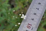 Epilobium pseudorubescens