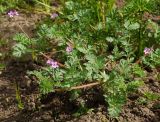 Erodium cicutarium