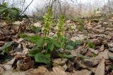 Corydalis marschalliana. Цветущие растения (на переднем плане зелёные листья Arum maculatum). Республика Адыгея, г. Майкоп, южная окраина, водораздельный хребет Нагиеж-Уашх, дубово-буково-грабовый лес. 28.03.2021.