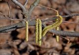 Corylus avellana. Часть ветви с соцветиями. Московская обл., окр. г. Железнодорожный, опушка смешанного леса. 11.04.2021.