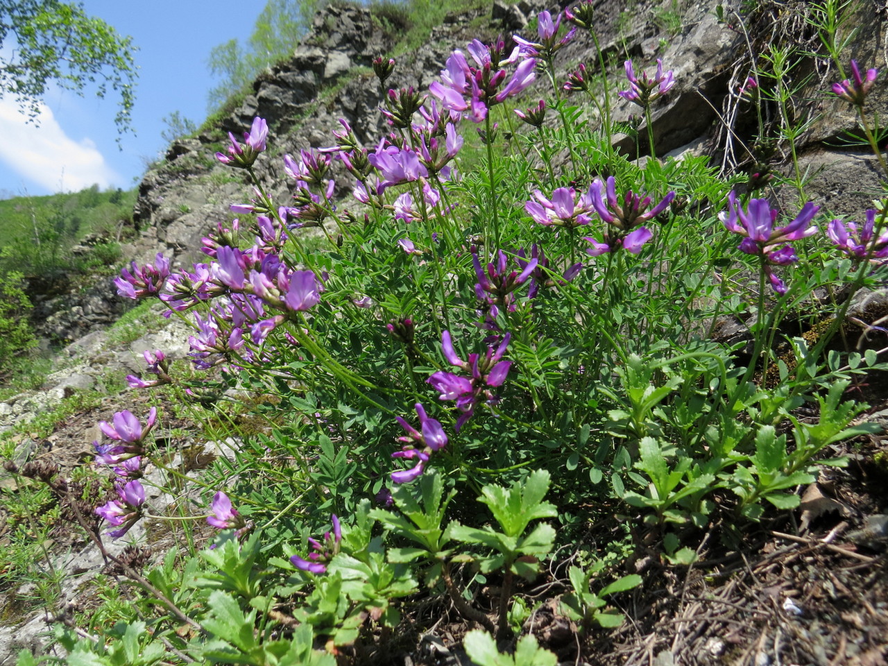 Изображение особи Astragalus ceratoides.