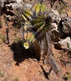 Astrophytum ornatum. Старое цветущее растение. Израиль, Шарон, г. Тель-Авив, ботанический сад университета. 04.01.2017.