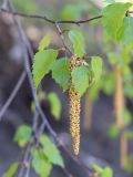 Betula pendula