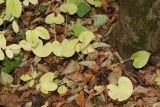 Viola mirabilis. Растения с листвой в осенней окраске. Санкт-Петербург, Дудергофские высоты, склон южной экспозиции, широколиственный лес. 08.10.2022.