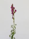 Antirrhinum majus