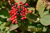 Viburnum lantana. Соплодие с плодами разной степени зрелости, листья и почка (справа). Адыгея, Кавказский биосферный заповедник, Азишский перевал, 1750 м н.у.м., опушка. 16.09.2023.