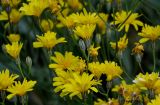 Crepis sonchifolia