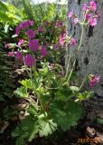 Primula heucherifolia