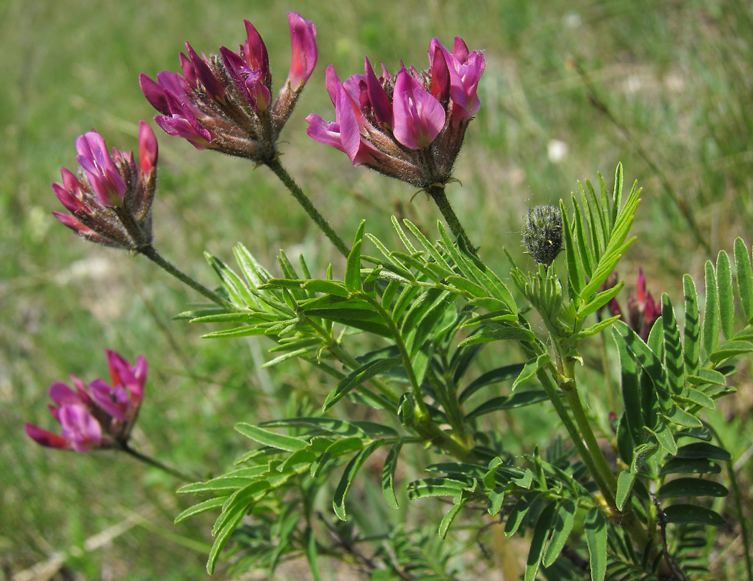 Изображение особи Astragalus cornutus.