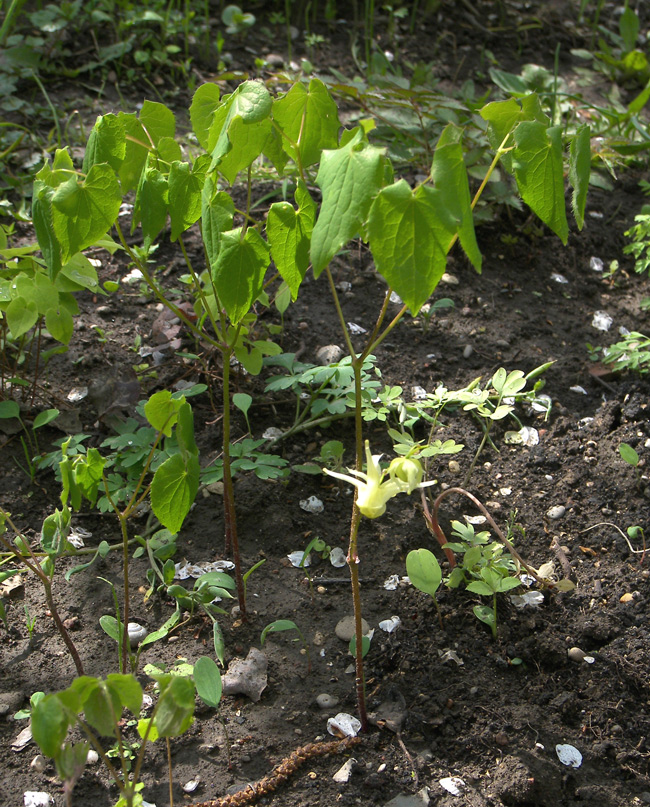 Изображение особи Epimedium grandiflorum.