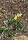 Tulipa tarda