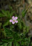 Geranium robertianum. Цветок и плоды. Украина, Донецкая обл., Краснолиманский р-н, окр. пгт Ямполь. 12.05.2012.