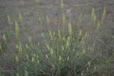 Reseda lutea. Цветущее растение. Крым, Караньское плато. 27 мая 2012 г.
