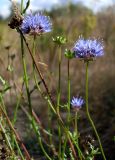 Jasione montana. Верхушки побегов с соцветиями и соплодиями. Ростовская обл., Усть-Донецкий р-н, Нижне-Кундрюченский заказник, окр. станицы Усть-Быстрянская, опушка леса на арене (песчаной террасе). 07.09.2012.