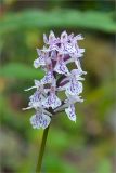 Dactylorhiza maculata