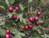 Crataegus ambigua