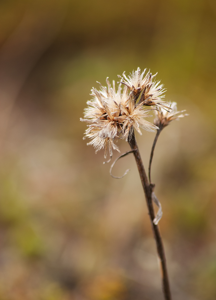 Изображение особи Saussurea alpina.