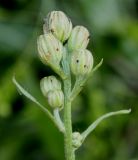 Crepis biennis