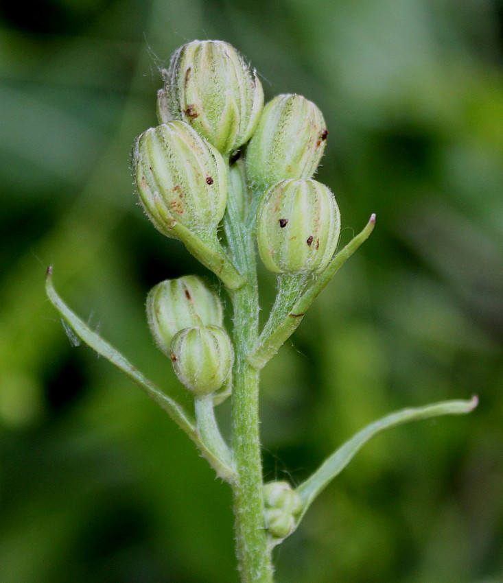 Изображение особи Crepis biennis.