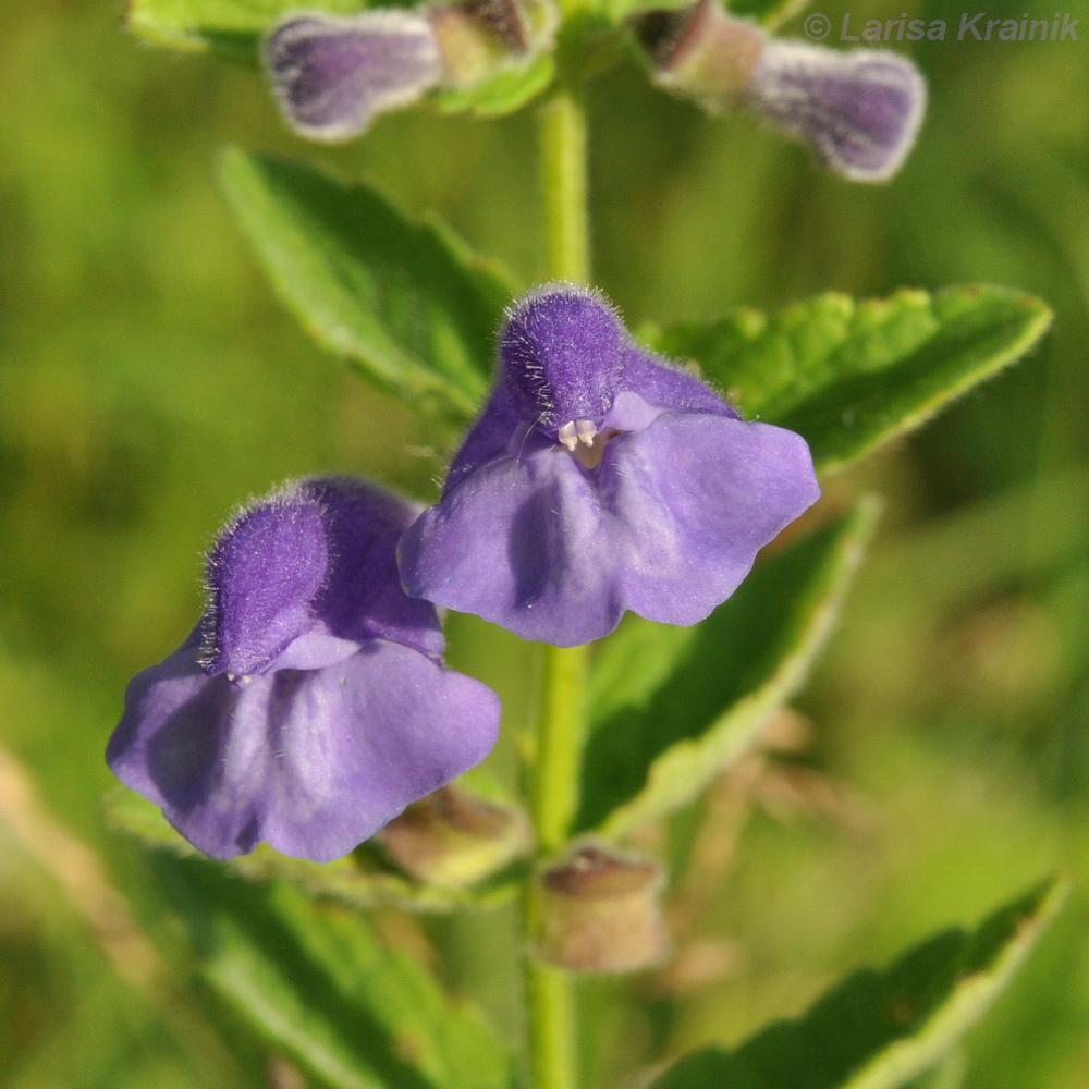 Изображение особи Scutellaria krasevii.